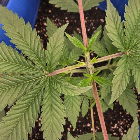 Abusive Afghani (Orange Chicken × Guava) growlog photo: Topped man plant watered little plants