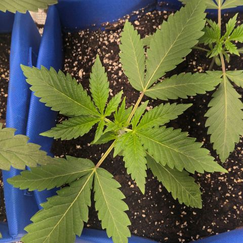 Abusive Afghani (Orange Chicken × Guava) growlog photo: Topped man plant watered little plants
