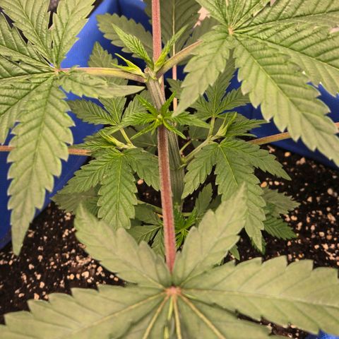 Abusive Afghani (Orange Chicken × Guava) growlog photo: Topped man plant watered little plants