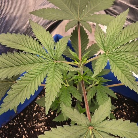 Abusive Afghani (Orange Chicken × Guava) growlog photo: Topped man plant watered little plants