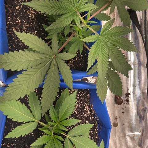 Abusive Afghani (Orange Chicken × Guava) growlog photo: Topped man plant watered little plants