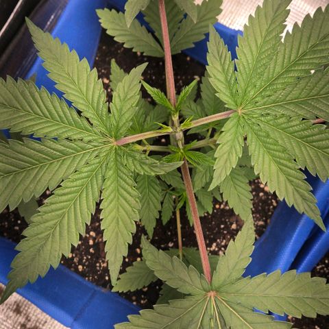 Abusive Afghani (Orange Chicken × Guava) growlog photo: Topped man plant watered little plants