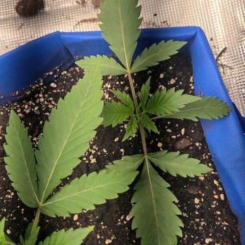 Abusive Afghani (Orange Chicken × Guava) growlog photo: Topped man plant watered little plants