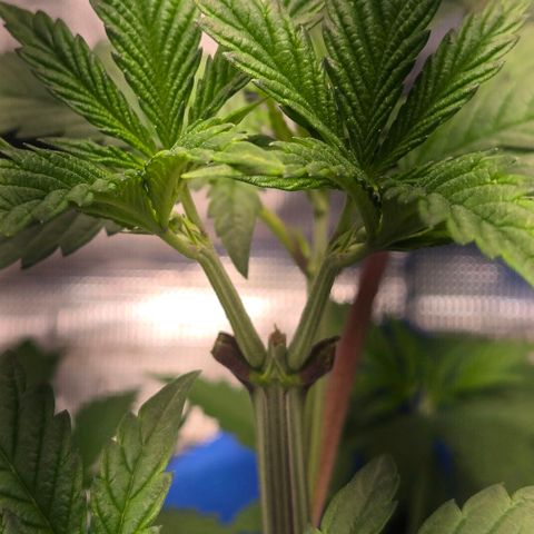 Abusive Afghani (Orange Chicken × Guava) growlog timeline photo