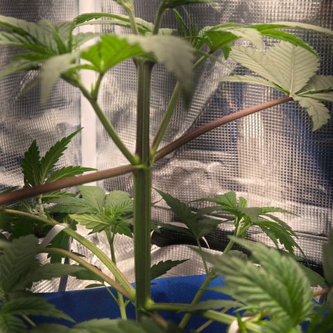 Abusive Afghani (Orange Chicken × Guava) growlog photo: LST getting more light with defol of two upper fam leaves