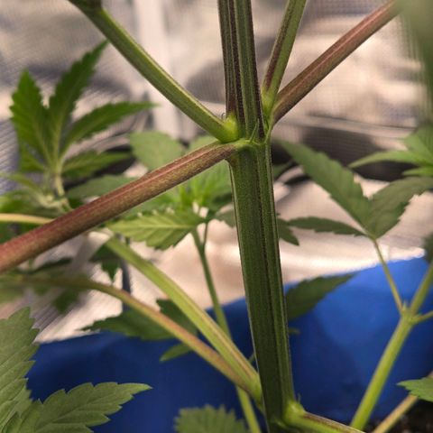 Abusive Afghani (Orange Chicken × Guava) growlog photo: LST getting more light with defol of two upper fam leaves