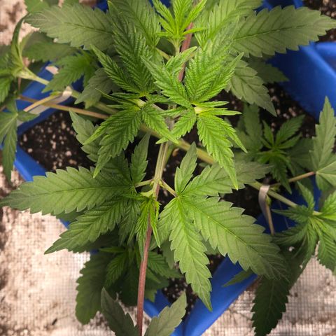 Abusive Afghani (Orange Chicken × Guava) growlog photo: LST getting more light with defol of two upper fam leaves