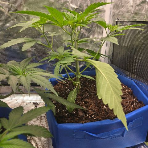 Abusive Afghani (Orange Chicken × Guava) growlog photo: LST training and watered 