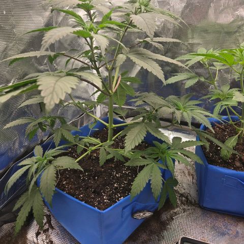 Abusive Afghani (Orange Chicken × Guava) growlog photo: LST training and watered 