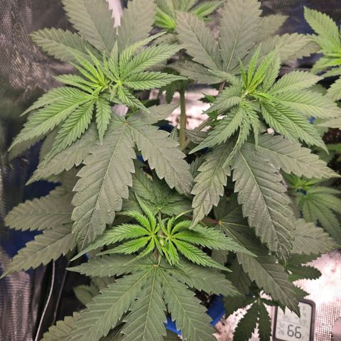 Abusive Afghani (Orange Chicken × Guava) growlog photo: LST training and watered 