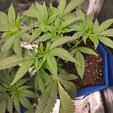 Abusive Afghani (Orange Chicken × Guava) growlog photo: LST training and watered 