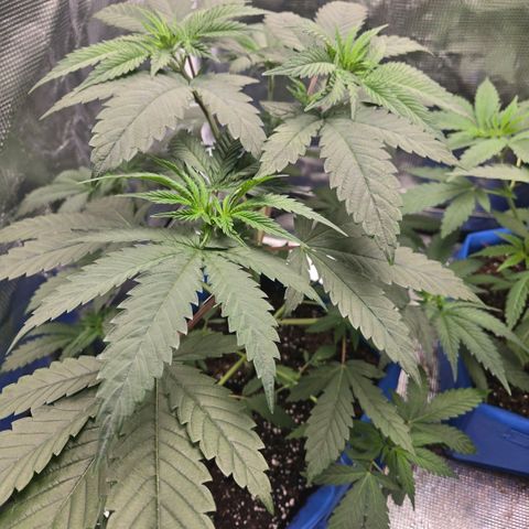 Abusive Afghani (Orange Chicken × Guava) growlog photo: LST training and watered 