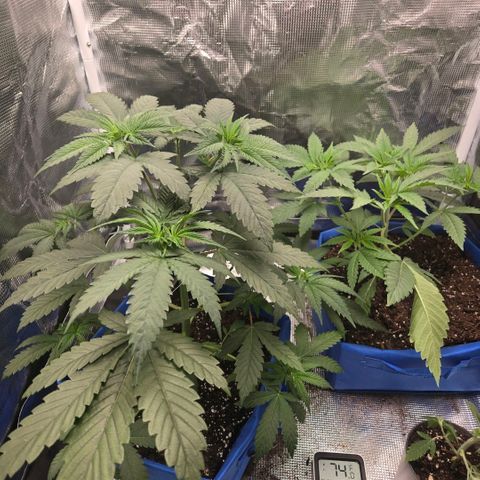 Abusive Afghani (Orange Chicken × Guava) growlog photo: LST training and watered 