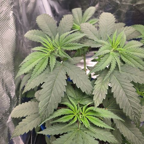 Abusive Afghani (Orange Chicken × Guava) growlog timeline photo