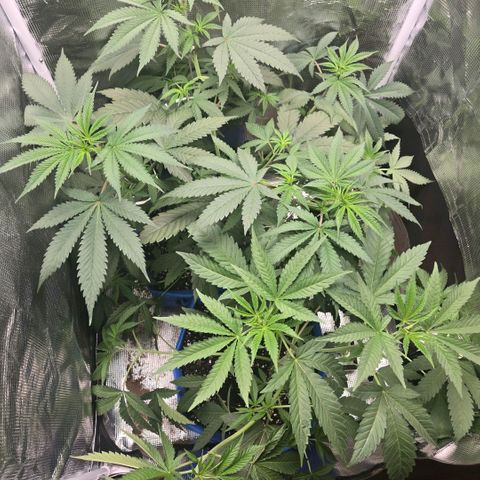 Abusive Afghani (Orange Chicken × Guava) growlog photo: Watered with rain water
