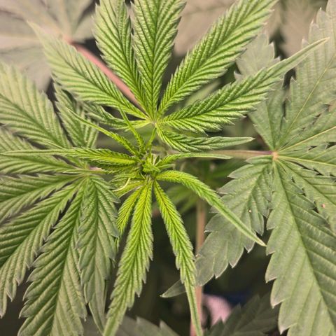 Abusive Afghani (Orange Chicken × Guava) growlog photo: Watered with rain water