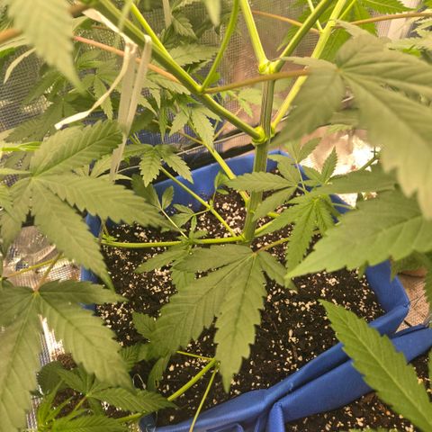 Abusive Afghani (Orange Chicken × Guava) growlog photo: Watered with rain water