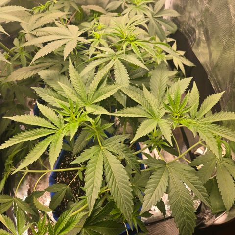 Abusive Afghani (Orange Chicken × Guava) growlog photo: Watered with rain water