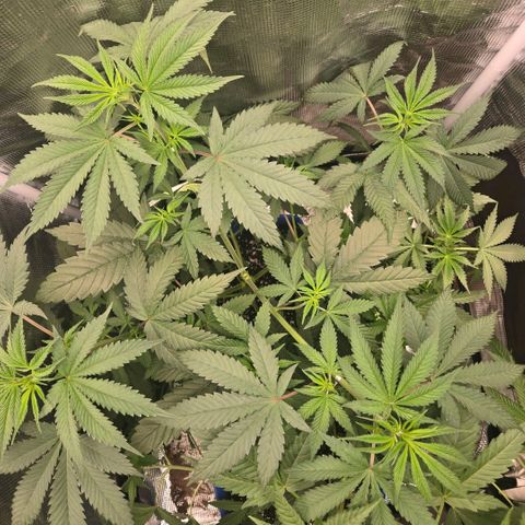 Abusive Afghani (Orange Chicken × Guava) growlog photo: Watered with rain water