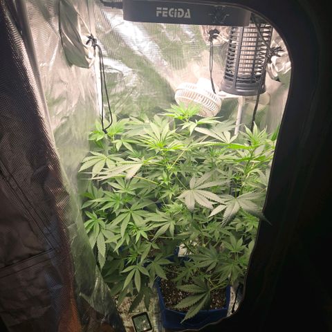 Abusive Afghani (Orange Chicken × Guava) growlog timeline photo
