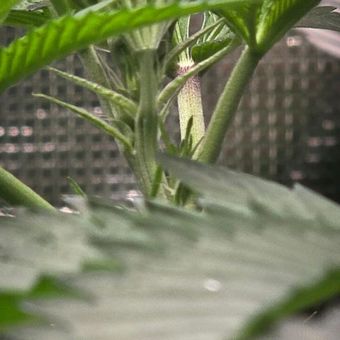 Abusive Afghani (Orange Chicken × Guava) growlog timeline photo