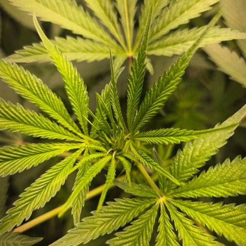 Abusive Afghani (Orange Chicken × Guava) growlog timeline photo