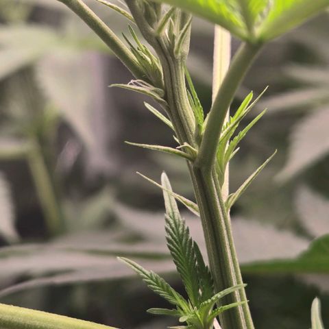 Abusive Afghani (Orange Chicken × Guava) growlog timeline photo