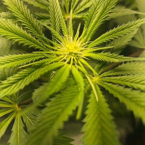 Abusive Afghani (Orange Chicken × Guava) growlog photo: Trimmed and Defol. Add more light to lower growth