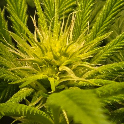 Abusive Afghani (Orange Chicken × Guava) growlog photo: Trimmed and Defol. Add more light to lower growth