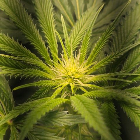 Abusive Afghani (Orange Chicken × Guava) growlog photo: Trimmed and Defol. Add more light to lower growth