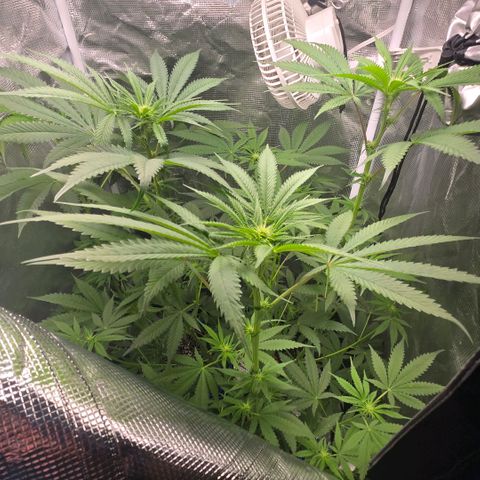 Abusive Afghani (Orange Chicken × Guava) growlog photo: Trimmed and Defol. Add more light to lower growth