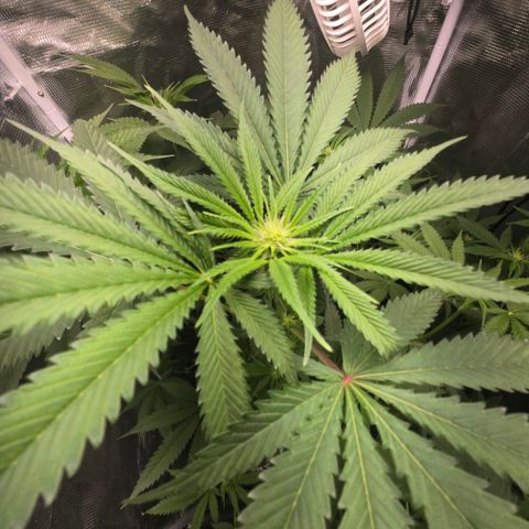 Abusive Afghani (Orange Chicken × Guava) growlog photo: Trimmed and Defol. Add more light to lower growth
