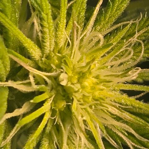 Abusive Afghani (Orange Chicken × Guava) growlog photo: Trimmed and Defol. Add more light to lower growth