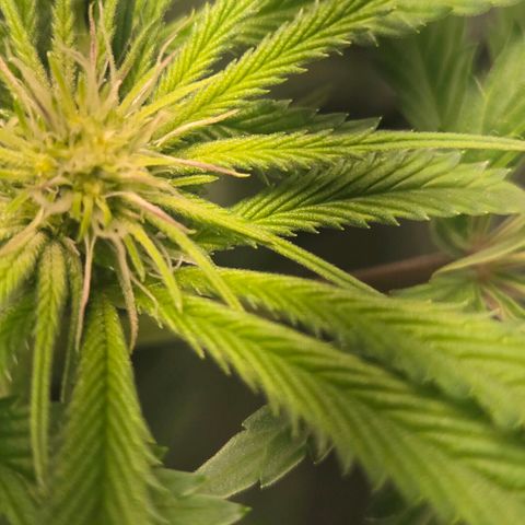 Abusive Afghani (Orange Chicken × Guava) growlog photo: Trimmed and Defol. Add more light to lower growth