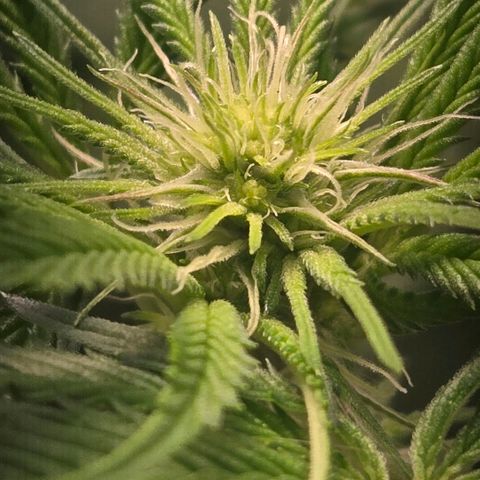 Abusive Afghani (Orange Chicken × Guava) growlog timeline photo