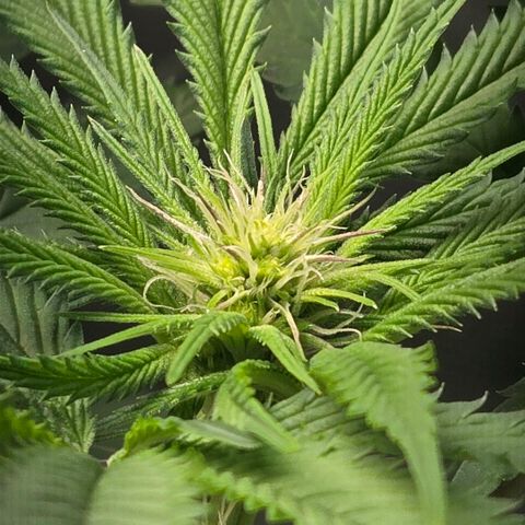 Abusive Afghani (Orange Chicken × Guava) growlog timeline photo
