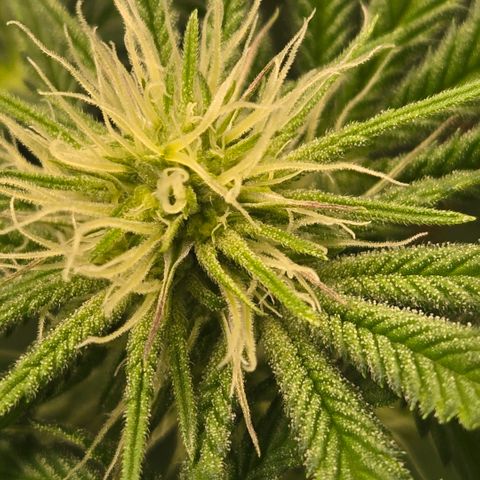 Abusive Afghani (Orange Chicken × Guava) growlog timeline photo