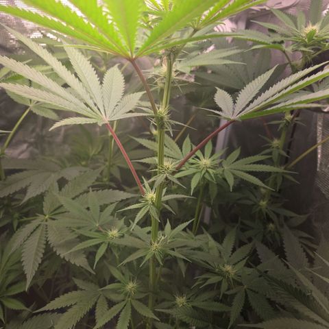 Abusive Afghani (Orange Chicken × Guava) growlog timeline photo