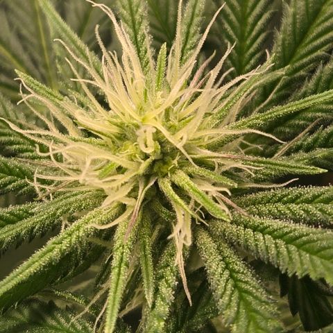 Abusive Afghani (Orange Chicken × Guava) growlog timeline photo