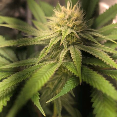 Abusive Afghani (Orange Chicken × Guava) growlog photo: Introducing P and CalMag on day 21