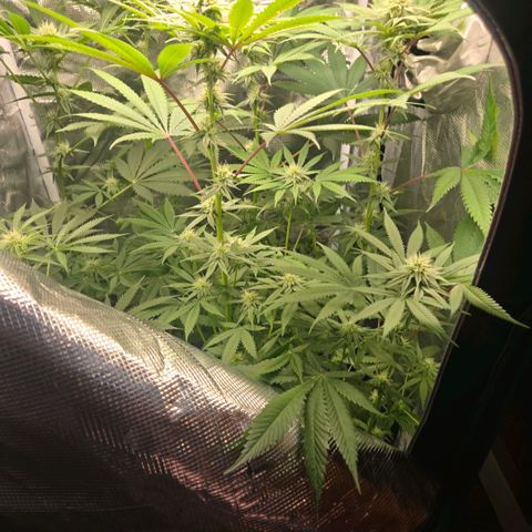 Abusive Afghani (Orange Chicken × Guava) growlog photo: Introducing P and CalMag on day 21