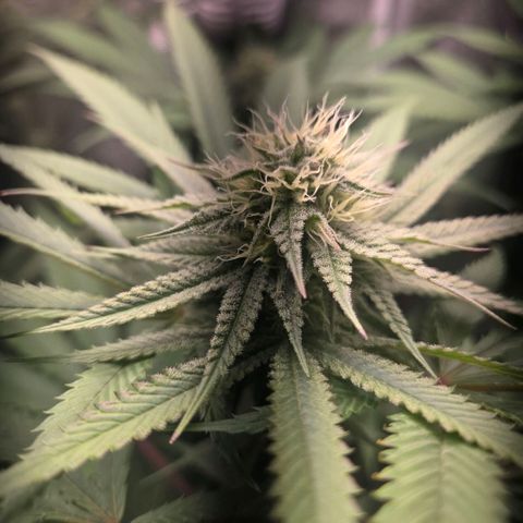 Abusive Afghani (Orange Chicken × Guava) growlog photo: Introducing P and CalMag on day 21