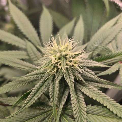Abusive Afghani (Orange Chicken × Guava) growlog timeline photo