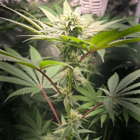Abusive Afghani (Orange Chicken × Guava) growlog photo: Introducing P and CalMag on day 21
