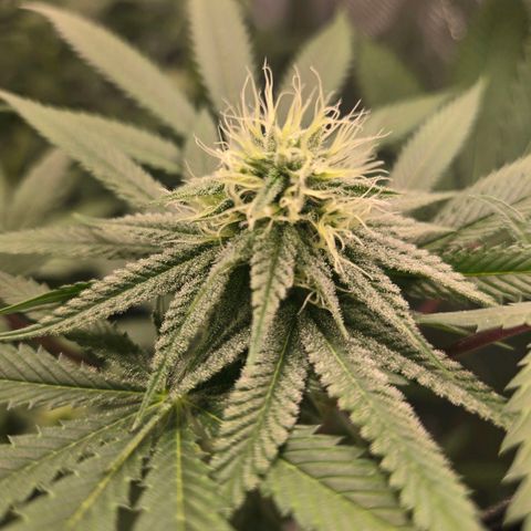 Abusive Afghani (Orange Chicken × Guava) growlog photo: Introducing P and CalMag on day 21