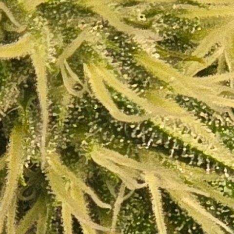 Abusive Afghani (Orange Chicken × Guava) growlog timeline photo