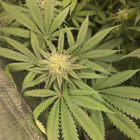 Abusive Afghani (Orange Chicken × Guava) growlog timeline photo