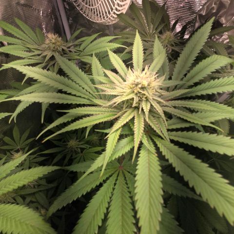 Abusive Afghani (Orange Chicken × Guava) growlog timeline photo