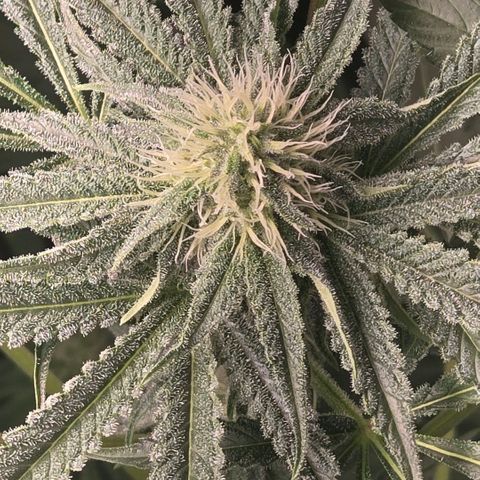 Abusive Afghani (Orange Chicken × Guava) growlog timeline photo