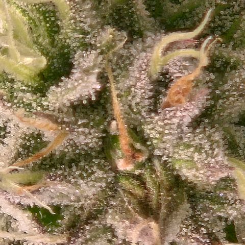Abusive Afghani (Orange Chicken × Guava) growlog timeline photo